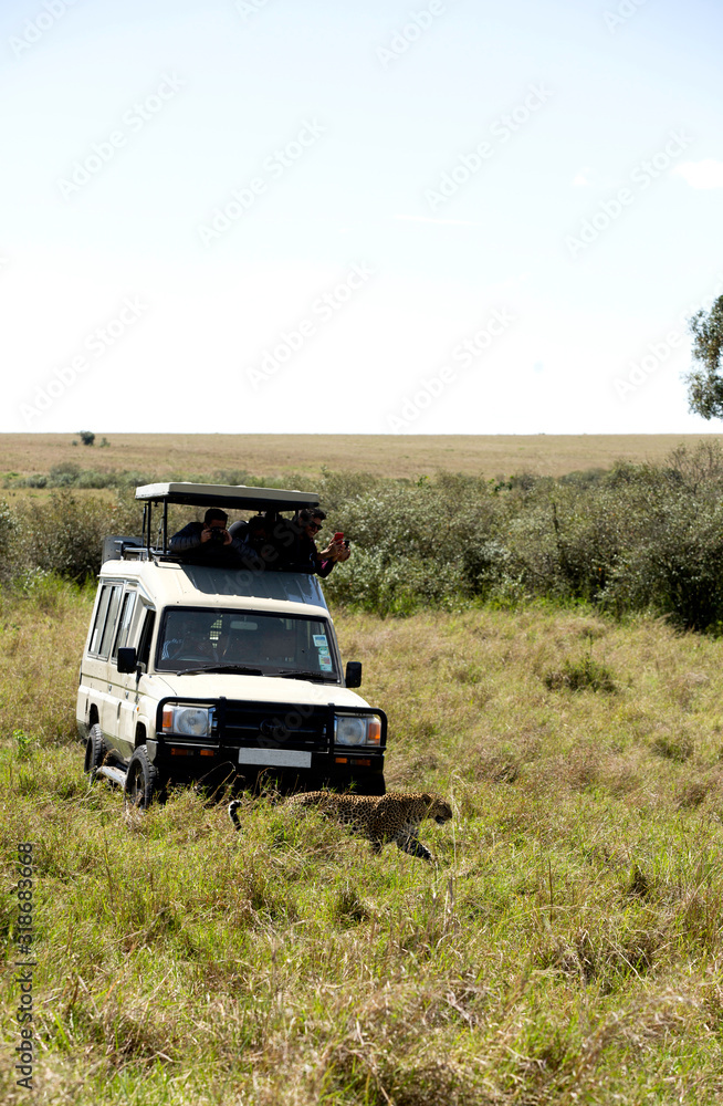 Tourist enjoying game drive on safari Jeep in Masai Mara National Reserve Tourist enjoying game drive on safari Jeep in Masai Mara National Reserve
