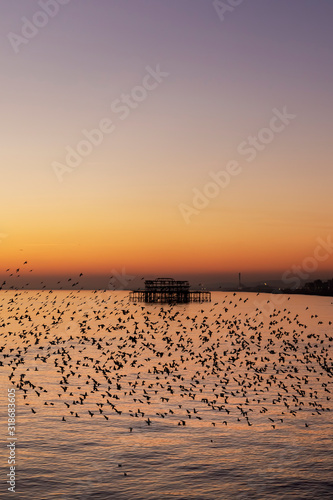 starlings in Brighton at sun set photo