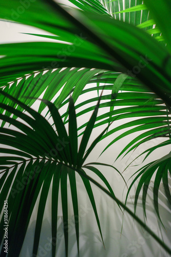 Abstract background of fresh green palm leaves. Greenery in the office  scenery. Palm leaves on a white background.