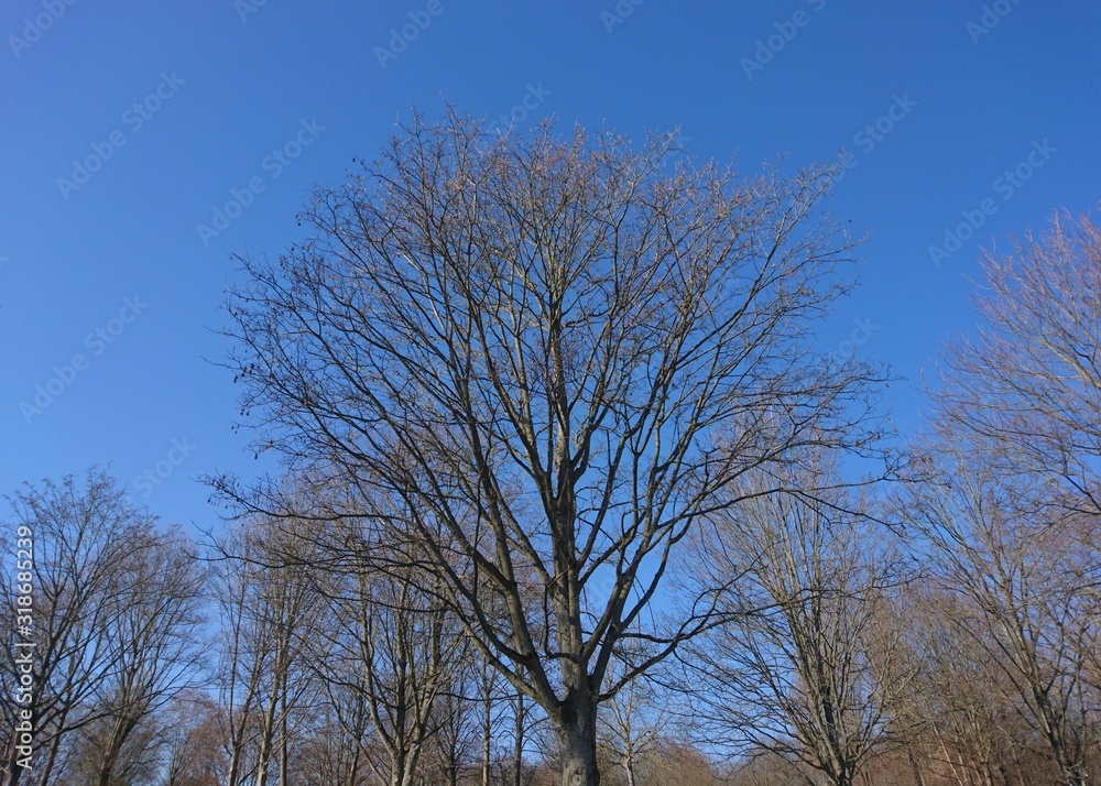 shining sun and blue sky with beautiful tree shining sun and blue sky with beautiful tree