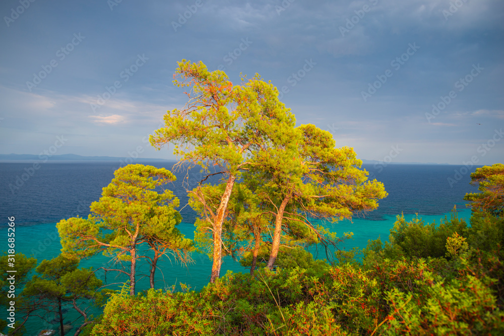 Trees near the sea