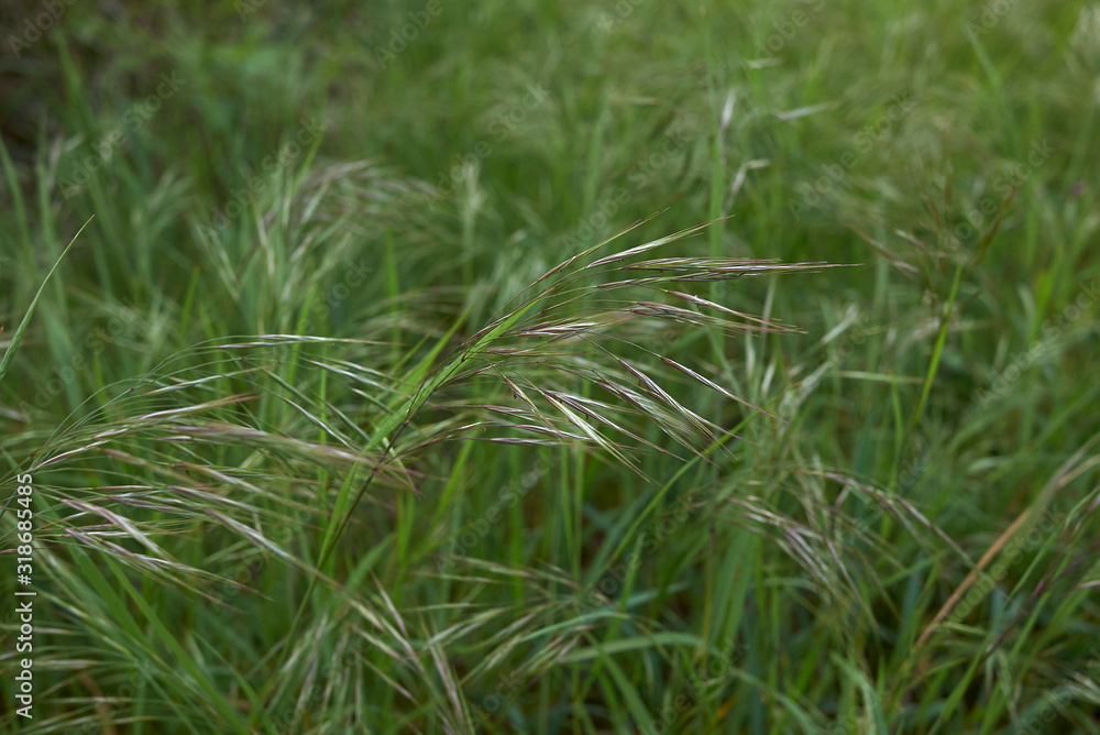Bromus sterilis Bromus sterilis
