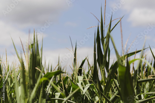 Corn stalks harvest lake summer, tops
