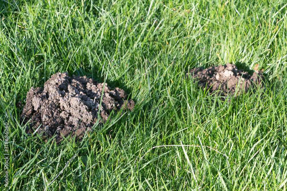 Fototapeta premium Molehill in the grass of a garden