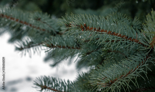 Drops of water after the rain on the branches of spruce.