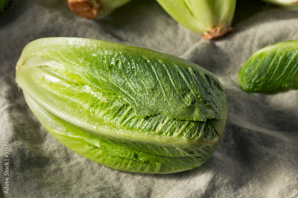 Raw Green Organic Cut Up Romaine Lettuce Raw Green Organic Cut Up Romaine Lettuce