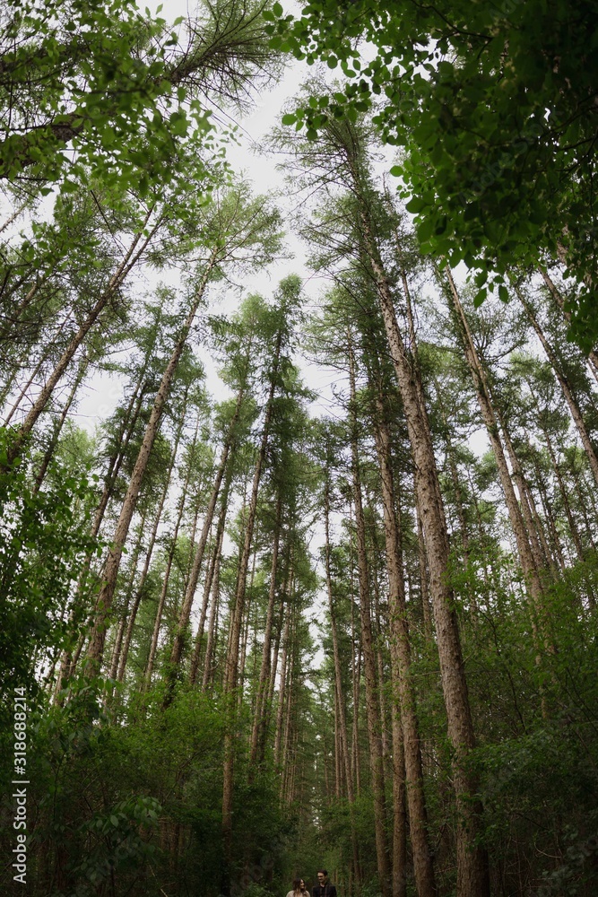 Fototapeta premium Pine trees wide angle fisheye forest green