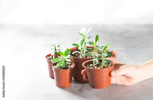Planting new plants. Sprout Adenium plant from seed at home, gardening concept.