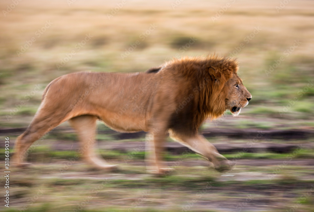 Lion walking in the morning, a panning technique at Masai Mara Lion walking in the morning, a panning technique at Masai Mara