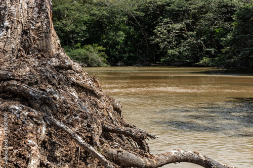 Tree roots at the edge of a river.