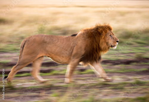 Wallpaper Mural Panning techinique used to capture Lion  walking in the morning, Masai Mara Torontodigital.ca