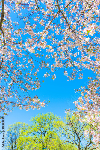 The sunlight illuminates the Cherry blossoms and fresh green trees from blue sky at Central Park New York City NY USA.