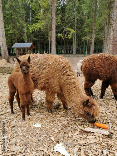 alpaca