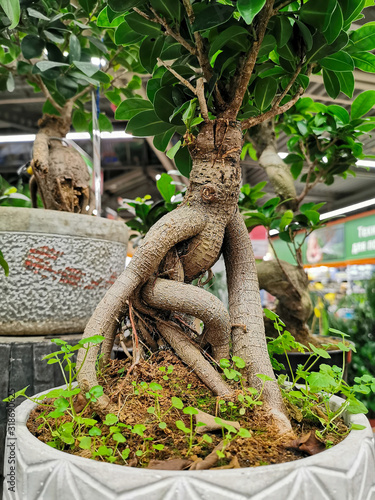 bonsai