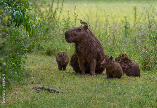 Fototapeta Naklejka Na Ścianę i Meble -  Funny scene of capybara family and a bird staring at lizard crossing their path