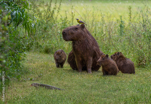 Funny scene of capybara family and a bird staring at lizard crossing their path photo