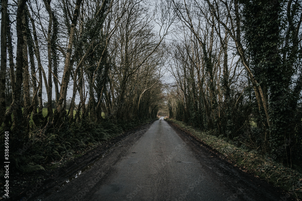 Fototapeta premium a lonely road with an overgrown roadside in trees
