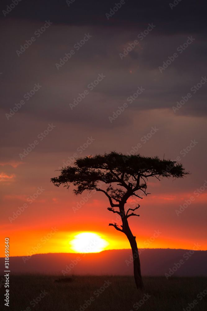 Sunset at the Savannah, Masai Mara Sunset at the Savannah, Masai Mara
