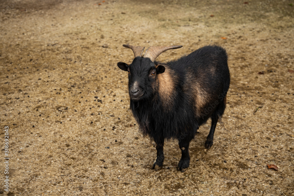cute mountain goat smiling face expression wild animal portrait on a dirt ground environment cute mountain goat smiling face expression wild animal portrait on a dirt ground environment