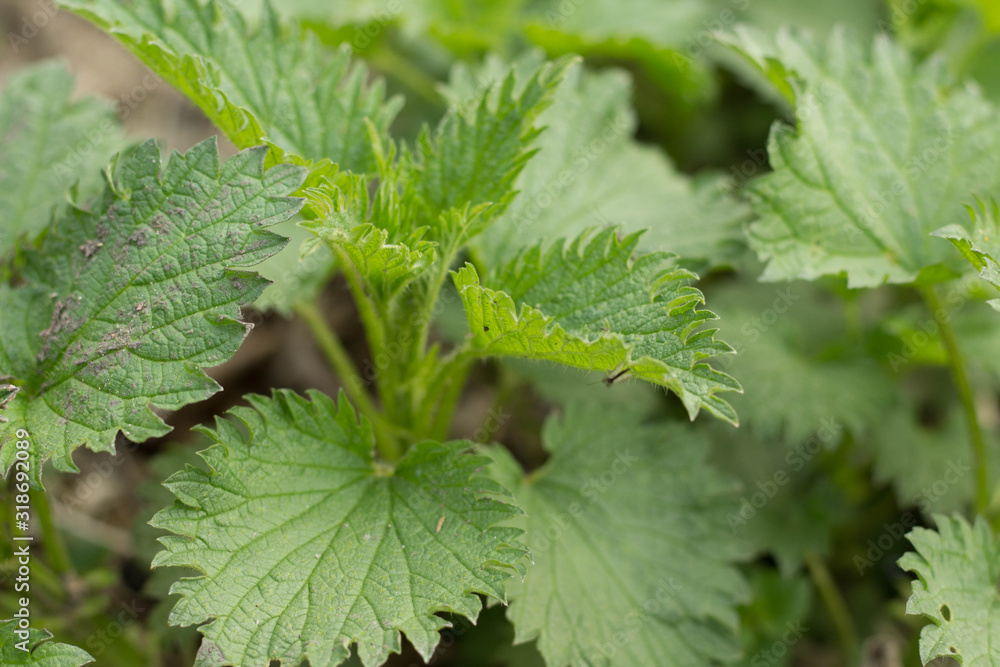 Beautiful nettle in the field full frame top view Beautiful nettle in the field full frame top view