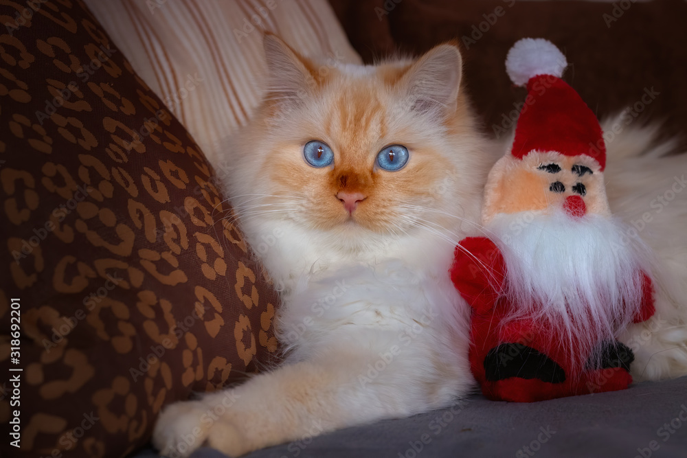White blue-eyed cat lying next to a toy Santa
