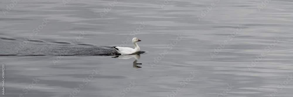 Snow goose swimming on the Saint-Laurent gulf in Canada Snow goose swimming on the Saint-Laurent gulf in Canada