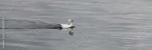 Snow goose swimming on the Saint-Laurent gulf in Canada