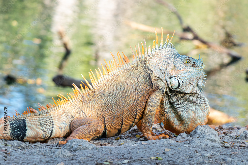 Common iguana, green iguana, striped iguana, sunbathing Common iguana, green iguana, striped iguana, sunbathing