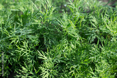 Fresh green dill with morning drops in the plantation