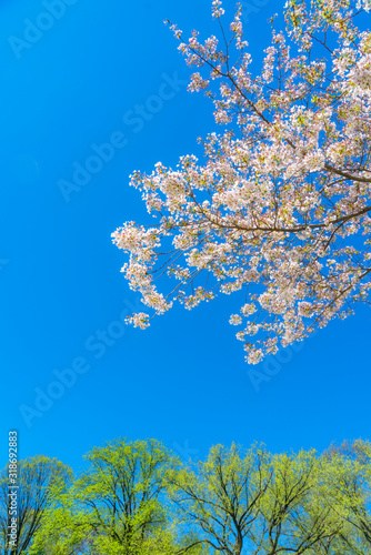 The sunlight illuminates the Cherry blossoms and fresh green trees from blue sky at Central Park New York City NY USA. © STUDIO BONOBO