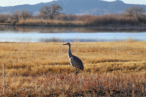 Sandhill crane