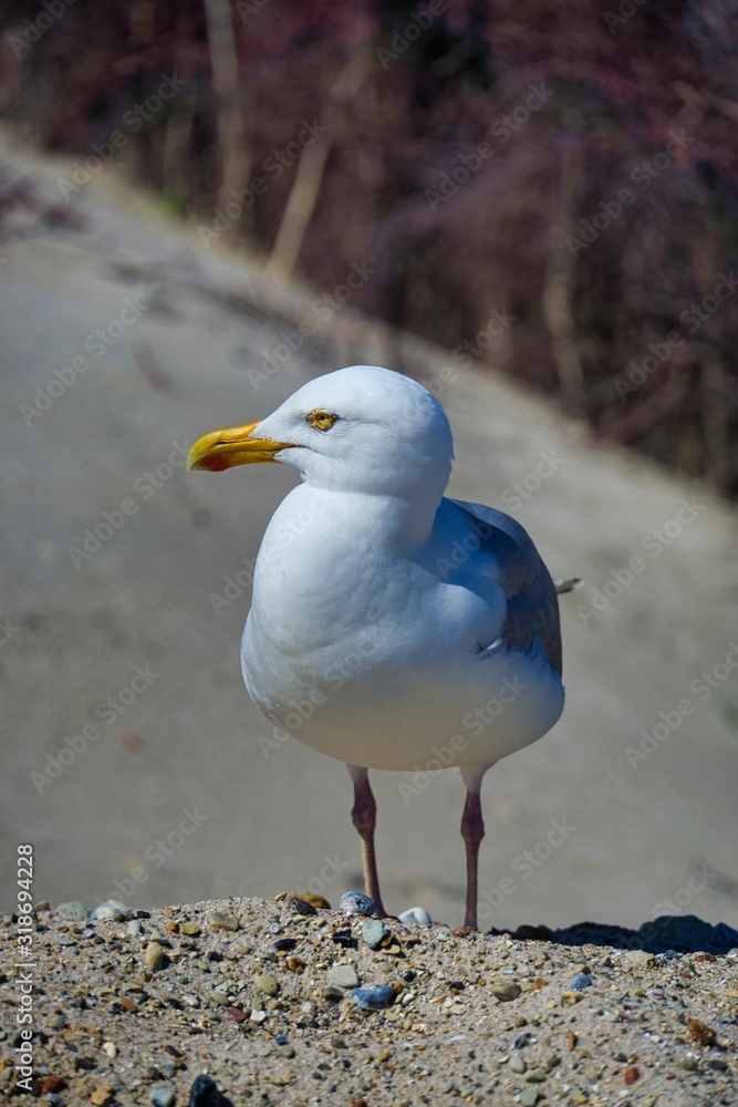 european herring gull on heligoland european herring gull on heligoland