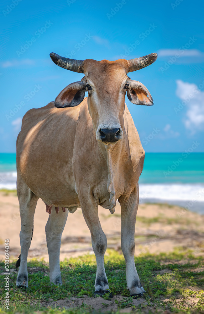 Horned light brown cow on the beach, look at us.