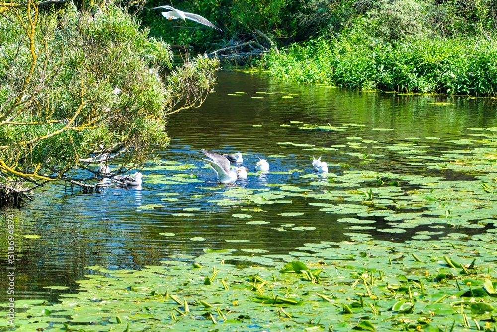Fototapeta premium european herring gull on heligoland