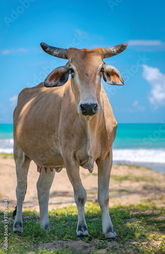 Horned light brown cow on the beach  look at us.