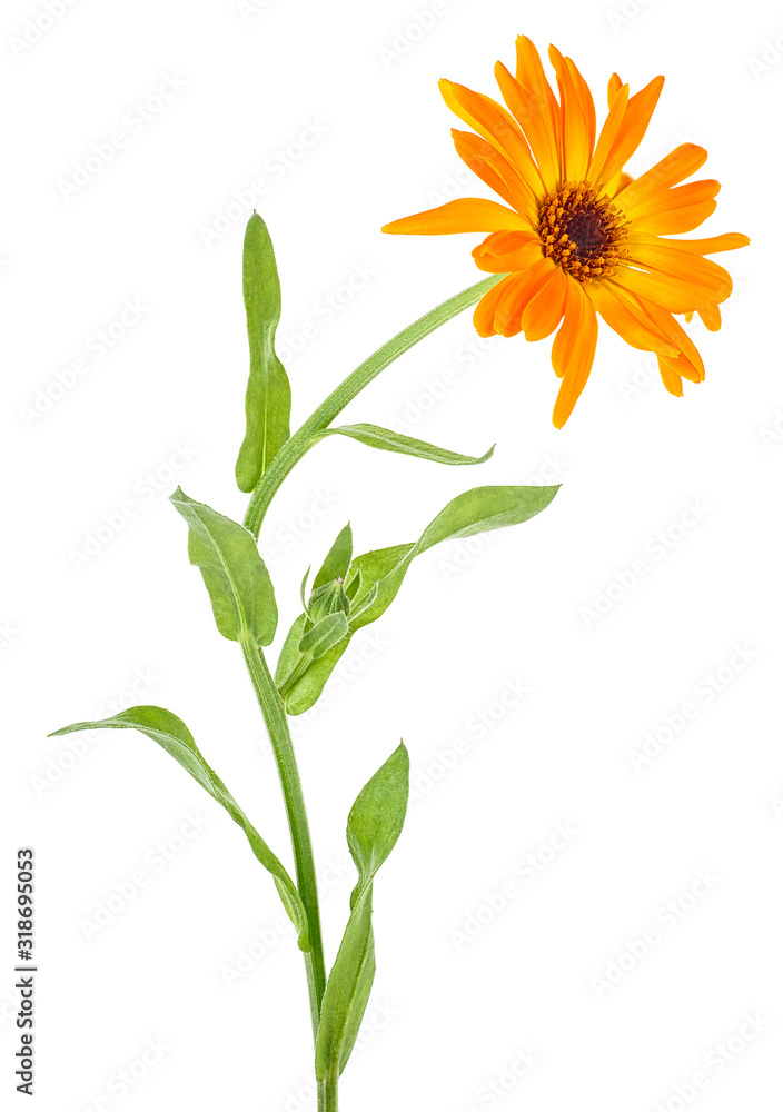 Fototapeta premium Marigold - Calendula officinalis isolated on a white background. Flower on stem.