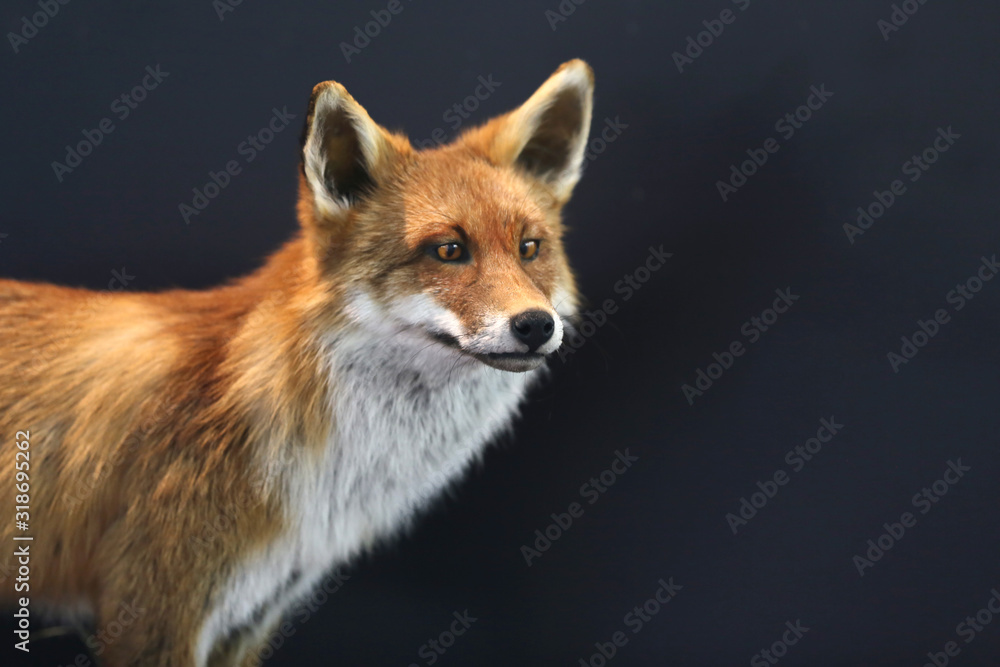 Obraz premium Red fox close portrait on black natural background