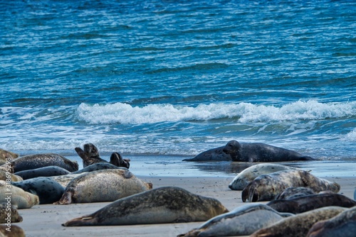 Grey seal on the beach of Heligoland - island Dune