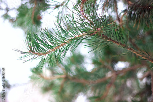 Pine branches, coniferous needles background closeup
