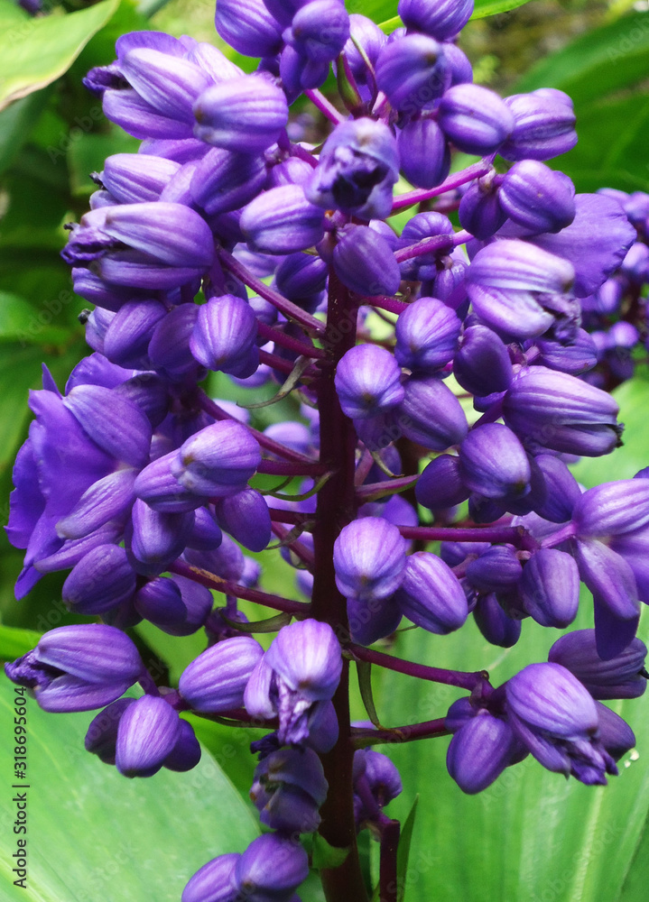 Naklejka premium Blue Ginger
