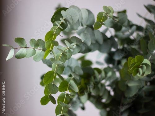 Eucalyptus branch and leaves, white background