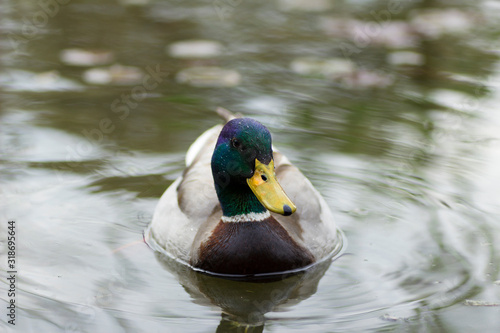 Duck swimming on the lake. photo