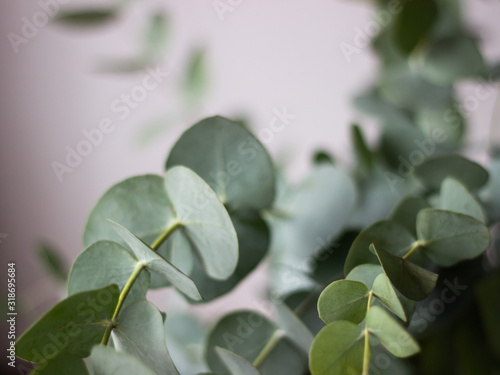 Eucalyptus branch and leaves, closeup