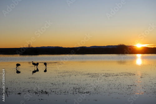 Sunrise with sandhill cranes © Dominique