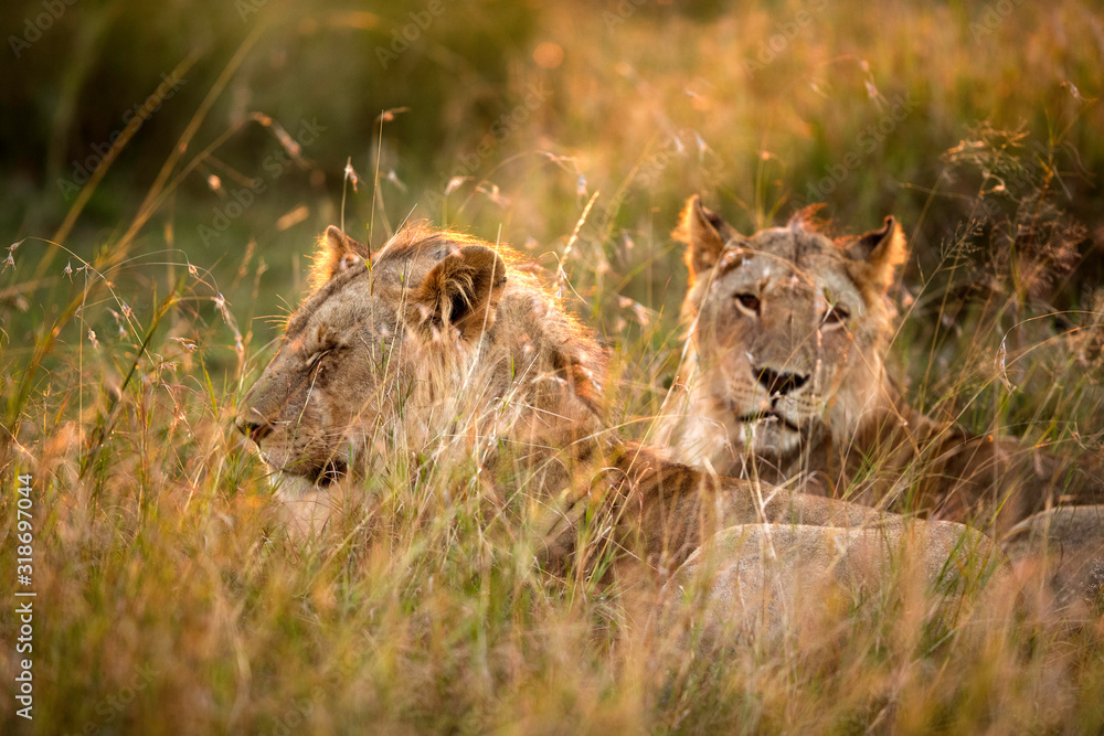 Lions in the morning light, Masai Mara Lions in the morning light, Masai Mara