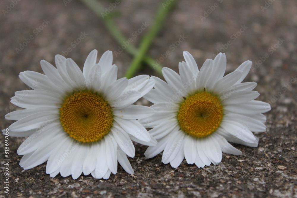 Obraz premium Two white daisies on concrete