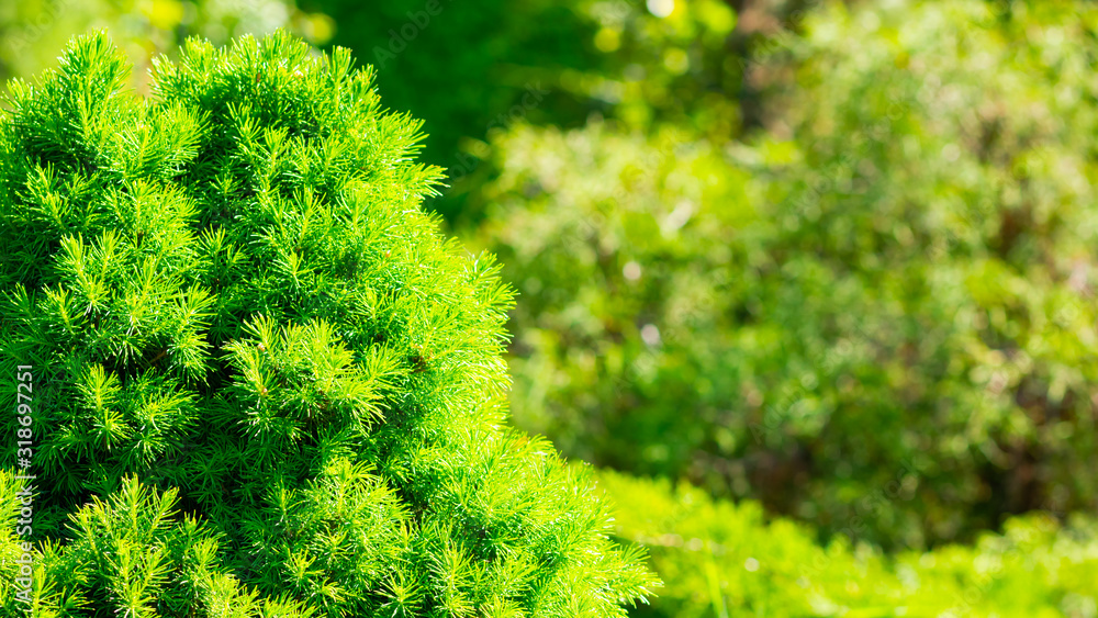 Green cypress. Green bush. Background with cypress in sunny weather. Cypress tree branch in garden. Copy space