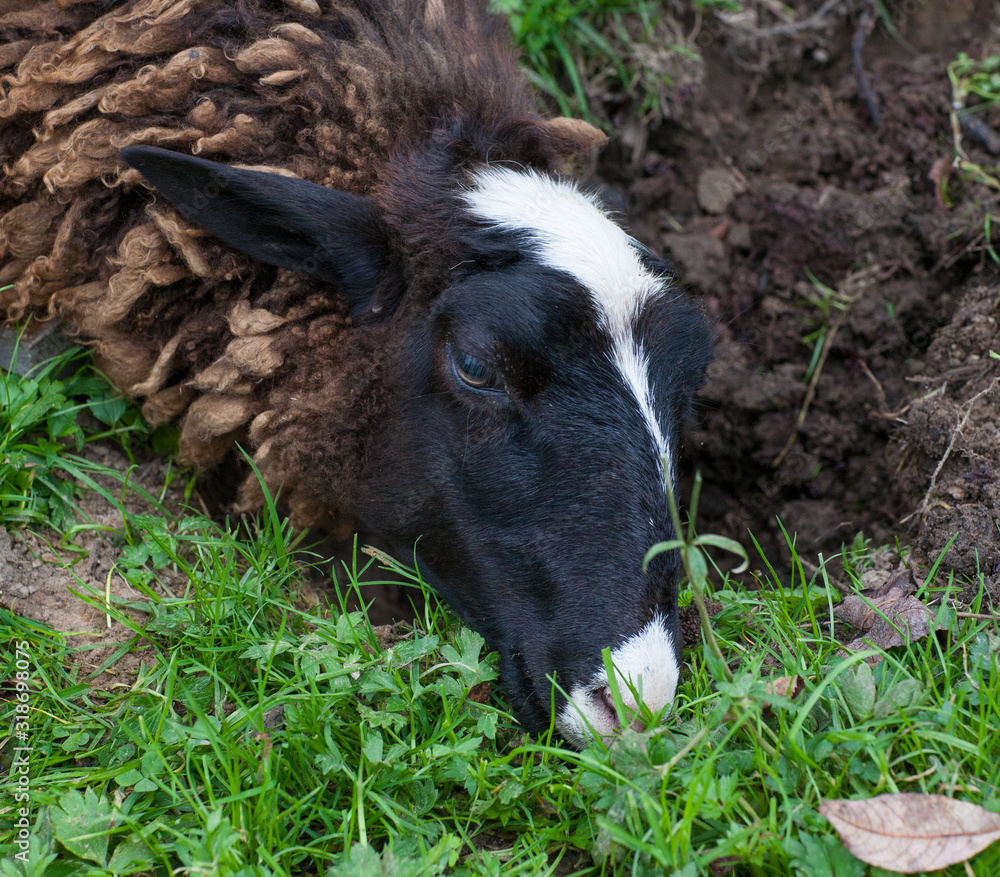 The Muslim Holiday Is Ramadan. This is a sheep about to be slaughtered, head and eyes close up The Muslim Holiday Is Ramadan. This is a sheep about to be slaughtered, head and eyes close up