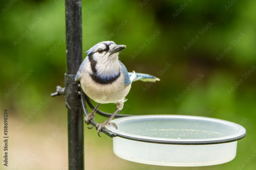 Obraz premium Blue Jay at Drinking Watering Bowl Bird Bath