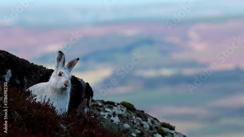 mountain hare, Lepus timidus, close up footage of hare in winter white moult surrounded by snowless dark ground on a mountain slope in Scotland during January, cairngorms national park.